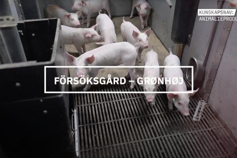 Grisar står på golv i stall.