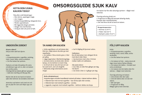 Omsorgsguide diande kalv