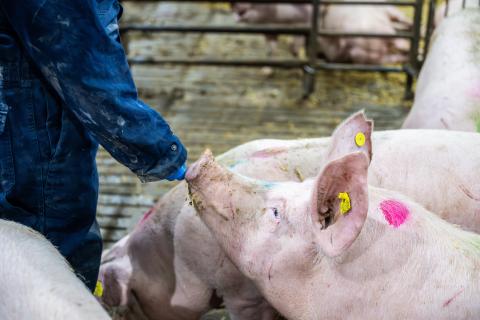 Gyltor socialisering