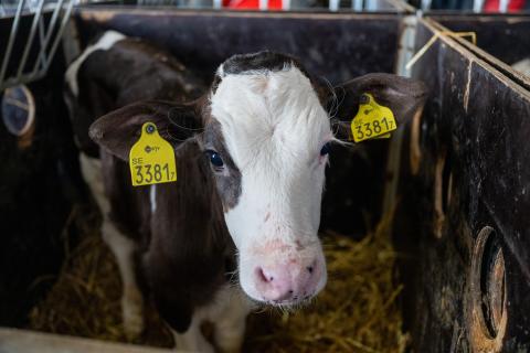 Kalv av köttraskorsning