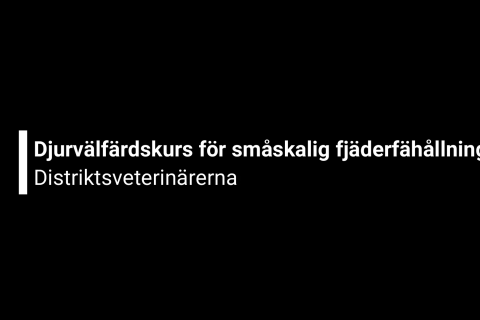 Text där det står 'Djurvälfärdskurs för småskalig fjäderfähållning - Distriktsveterinärerna'