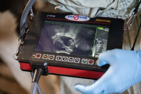 Foster på ultraljud vid dröktighetsundersökning av mjölkkor