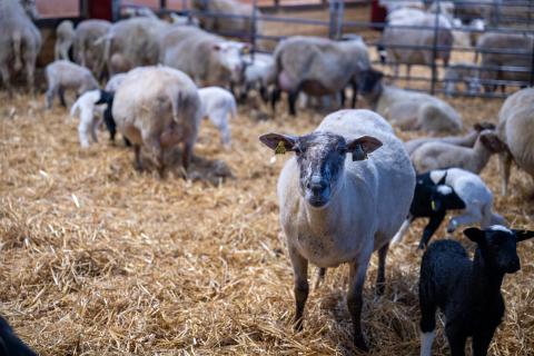 Tackor med lamm på ströbädd