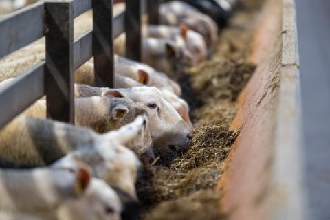 Får äter foder i fodertråg