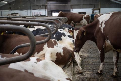 Mjölkkor i lösdrift