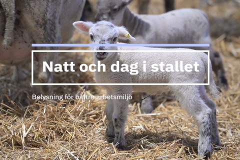 Lamm står i halm.
