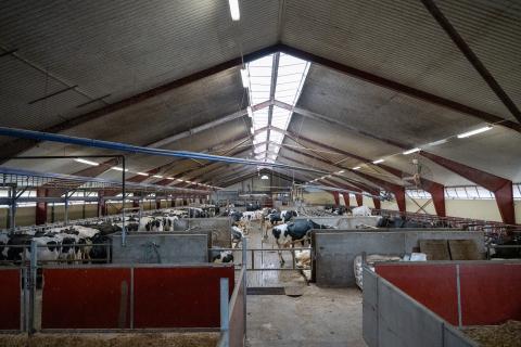 Mjölkkor i ett stall.