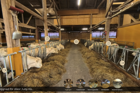 Kor som äter vid foderbord