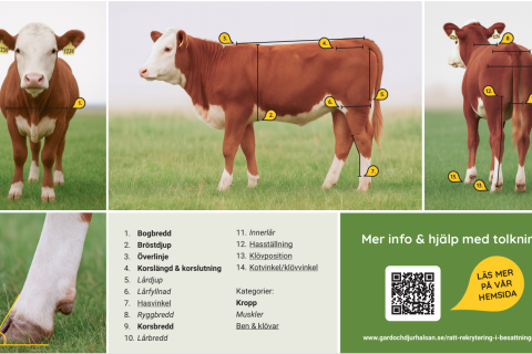 Rekryteringskvigan Gårdochdjurhälsan
