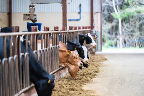 Kor som äter vid foderbordet