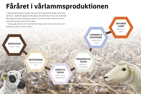Illustration över lammproduktion