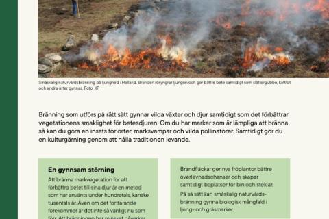 Gräsbränning i öppna betesmarker