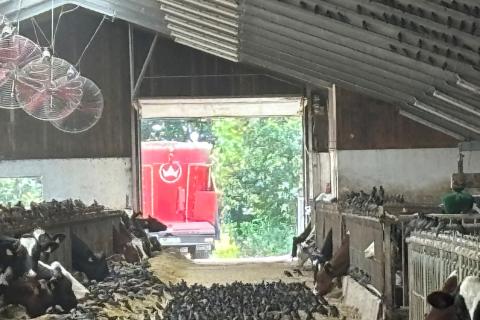 Starar på foderbordet