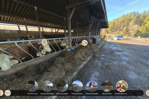 Kor står i stall och äter