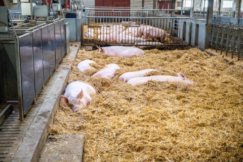 Sinsuggor i djupströbädd