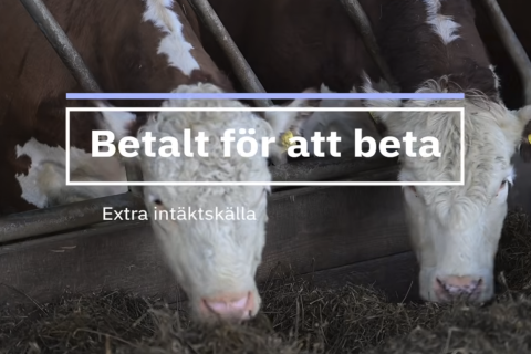 Dikor som äter vid foderbord