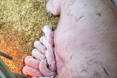 Sugga i bukläge med juverproblem