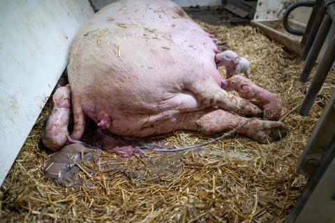 Efter grisning – flytta alla grisar till juvret för intag av den viktiga råmjölken. 