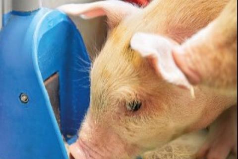 Mjölkanläggningar ska desinficeras en till två gånger i veckan och mjölkkoppar rengörs fyra till sju gånger i veckan. 