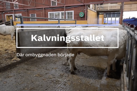 Ko står på betonggolv i stall