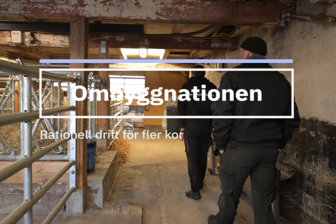 Två män går i ett stall med lågt i tak