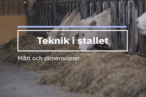 Kor står intill foderbord.