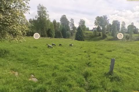 Beteshage med får och träd i bakgrunden.