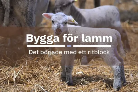 Lamm står i halm