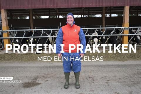 Foderrådgivaren Elin Hagelsås står framför en rad mjölkkor vid foderbordet. Text: Protein i praktiken med Elin Hagelsås.