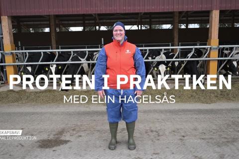 Foderrådgivaren Elin Hagelsås står framför en rad mjölkkor vid foderbordet. Text: Protein i praktiken med Elin Hagelsås.