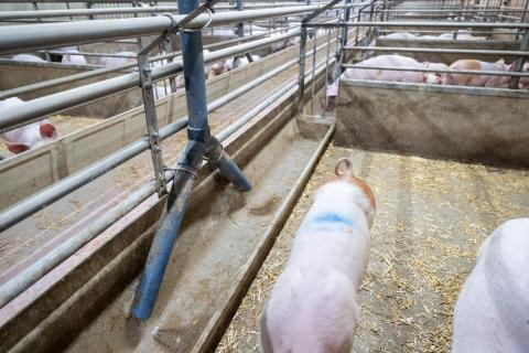 Ta rutinmässigt prover från ventiler i stallet under pågående utfodring, två gånger per år.