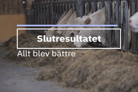 kor äter vid foderbord