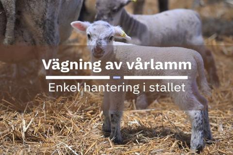 lamm står i halm i ett stall