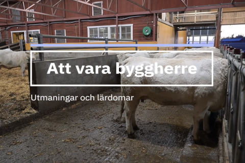 Kor står i ladugård.