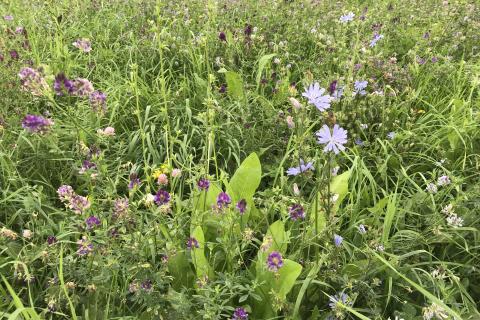 Vall med gräs och blommande baljväxter och örter