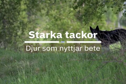 Ett mörkt får i högt gräs under lövträd. Text: Starka tackor – Djur som nyttjar bete.
