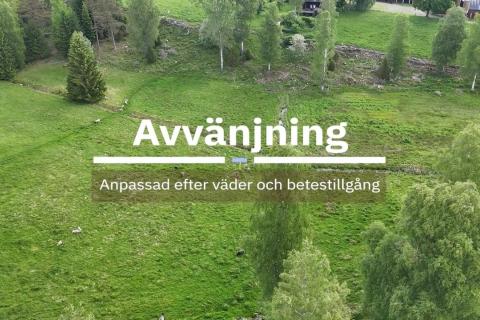 Grön betesmark med granar och lövträd i sluttning. Text: Avvänjning – Anpassad efter väder och betestillgång.