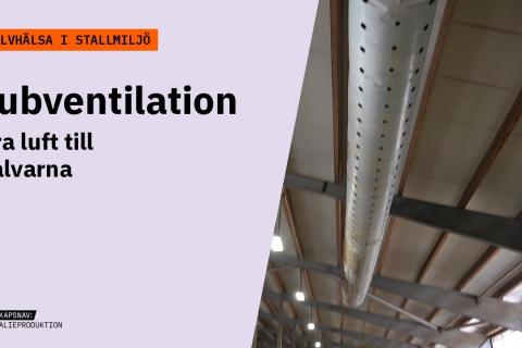 Grafik med orange förrubrik Kalvhälsa i stallmiljö och texten Tubventilation – Bra luft till kalvarna. Bild: Rör för tubventilation i taket i ett kalvstall.