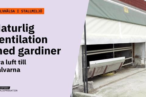 Grafik med orange förrubrik Kalvhälsa i stallmiljö och texten Naturlig ventilation med gardiner – Bra luft till kalvarna. Bild: Kalvstall i en gammal lada med uppdragen gardinvägg.