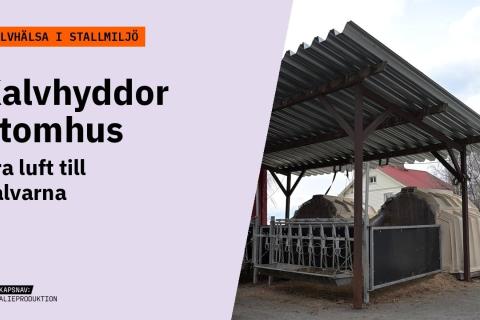 Grafik med orange förrubrik Kalvhälsa i stallmiljö och texten Kalvhyddor utomhus – Bra luft till kalvarna. Bild: Kalvhyddor utomhus under ett skärmtak.