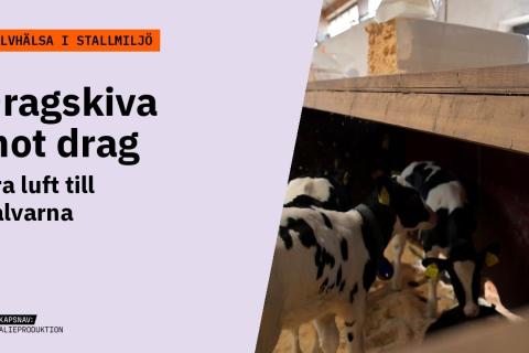 Grafik med orange förrubrik Kalvhälsa i stallmiljö och texten Dragskiva mot drag – Bra luft till kalvarna. Bild: Svartvita kalvar i en box med en skiva som skyddar mot drag.