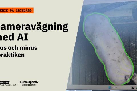 Kamerabild ovanifrån av en gris som AI har ringat in. Text: Kameravägning med AI – plus och minus i praktiken.