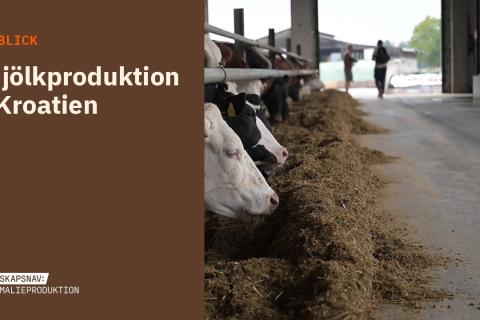 Mjölkkor äter ensilage vid foderbordet i ett ljust, öppet mjölkstall i Kroatien. Bilden har en brun textpanel med rubriken Utblick: Mjölkproduktion i Kroatien.