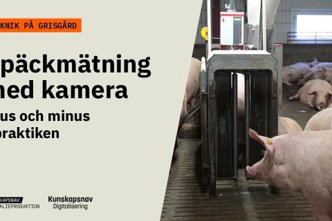 Sugga i en foderstation med kamera. Text: Späckmätning med kamera – plus och minus i praktiken.