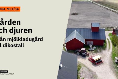 Flygbild över Stora Mellösa med röda ekonomibyggnader, traktor och åkrar. Text: Stora Mellösa – Gården och djuren. Från mjölkladugård till dikostall.