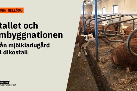 Dikor och kalvar som ligger i strö bakom foderhäck i det ombyggda stallet. Text: Stora Mellösa – Stallet och ombyggnationen.