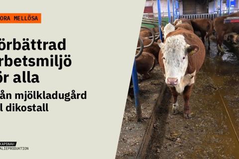Hereford-ko i stallgången med fler kor i bakgrunden. Text: Stora Mellösa – Förbättrad arbetsmiljö för alla.