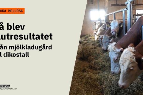 Kor som äter hö vid foderbordet i det ljusa, ombyggda stallet. Text: Stora Mellösa – Så blev slutresultatet.