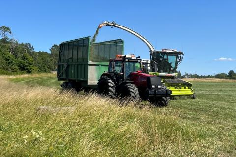Skörd av vallensilage