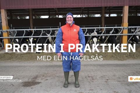 Foderrådgivaren Elin Hagelsås står framför en rad mjölkkor vid foderbordet. Text: Protein i praktiken med Elin Hagelsås. Logotyper för Kunskapsnav animalieproduktion och Växa.